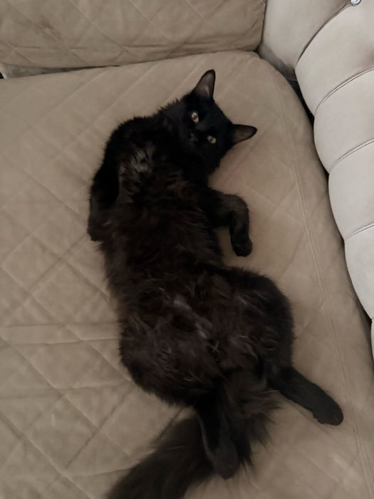 Черный кот бесплатно