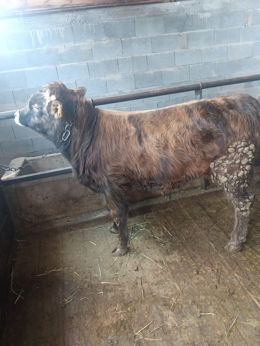 Бычок стоит на откорме 500000тыс