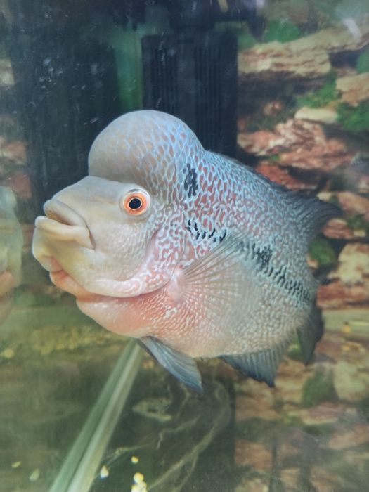 Фловер хорн продам нерестящююся пару