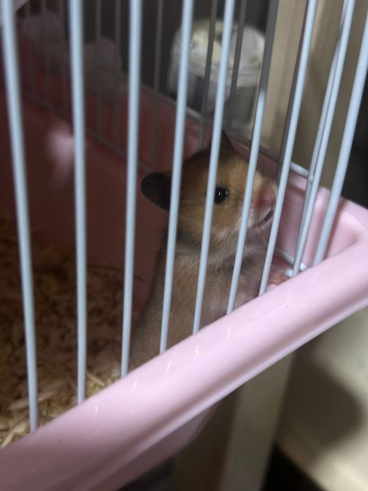 Продаются хомячки сирийские