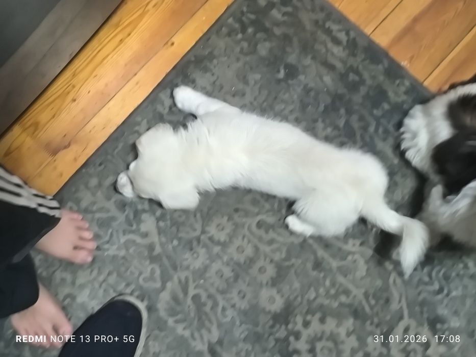 Щенок. Белый черноглазый