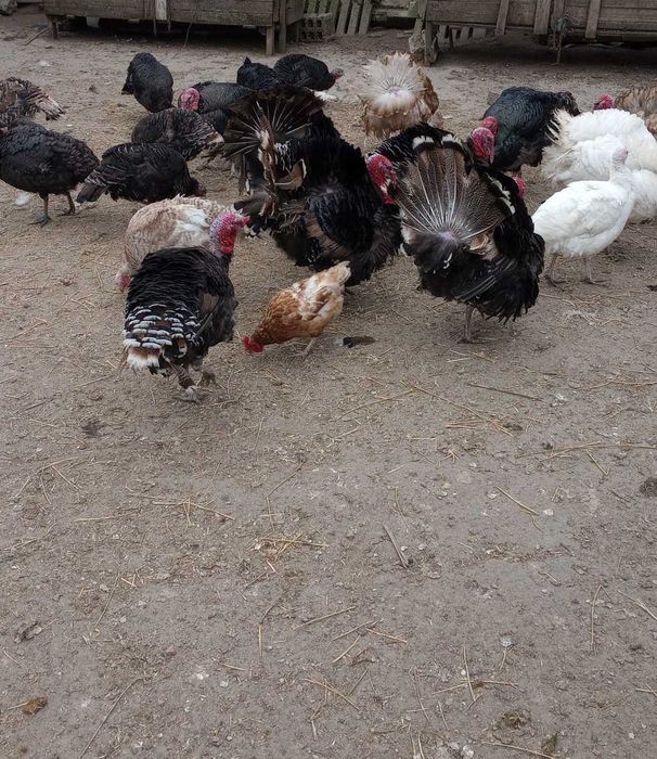 Curci si curcani de vanzare