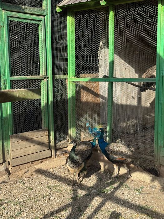 Păun 2 ani( 2 masculi, 1 femelă ) de vânzare