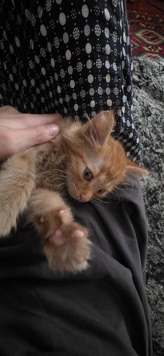 Котенок! У лотку приучен
