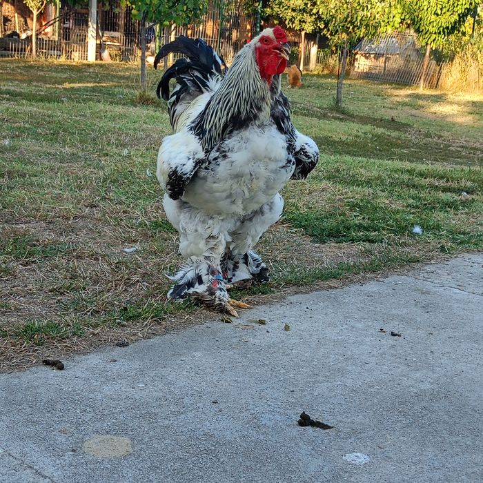 Cocoș și găini Brahma  100 ,,,250. Lei in funcție de pasăre