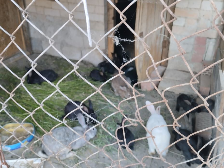 Кролик қояндар с