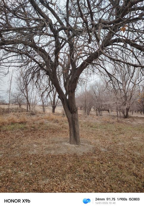 Урик залдори30 40 ёошли. Урик дарахла сотилади