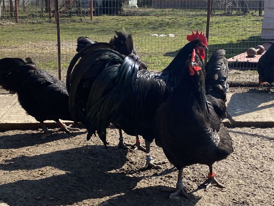 Oua incubat australorp negru si albastru