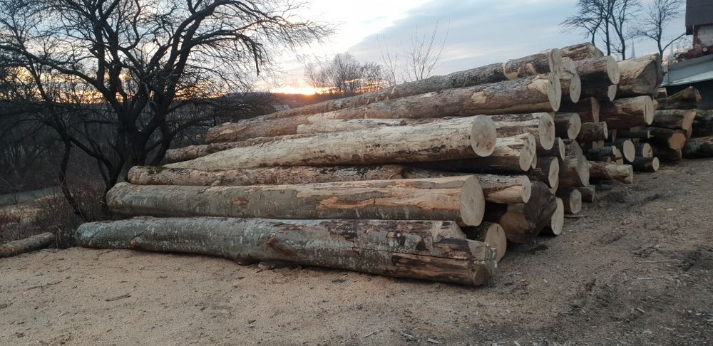 Lemn de foc esență tare, fag