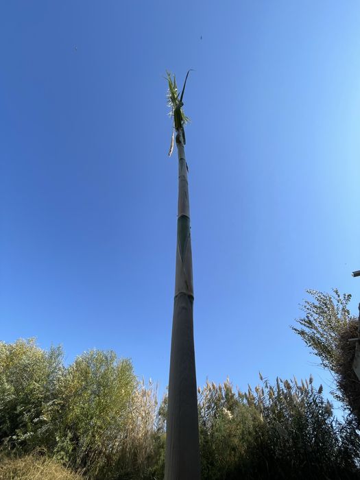 Qamish devor qilish va tomni yopish uchun