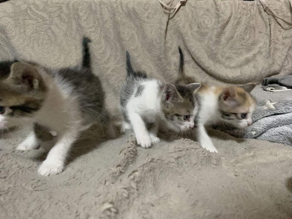 Отдам котят в добрые руки