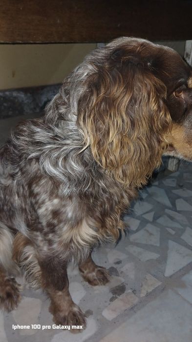 Продаю спаниель охотничий