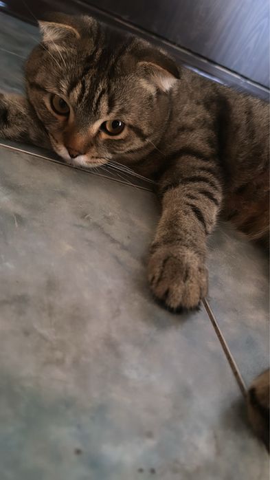 Бесплатно Кошки Мысық