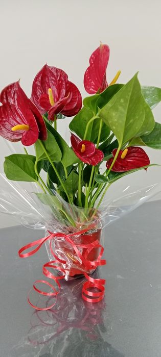 Домашние растения, Хонаки гуллар