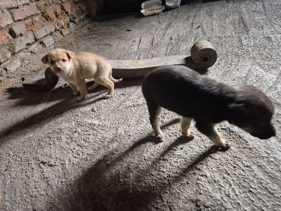 Щенки только в добрые ручки