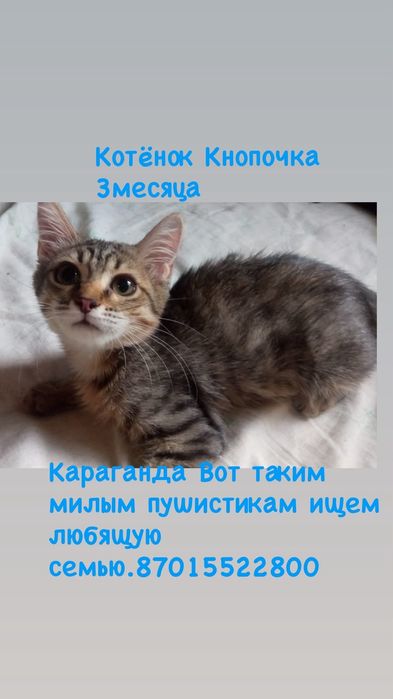 Котяткам нужен дом!