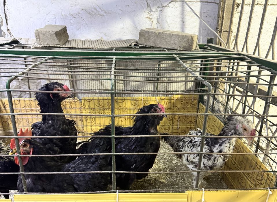 Срочно продается петух