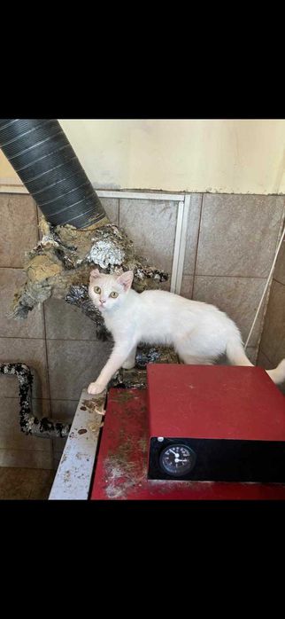 Котки различни породи