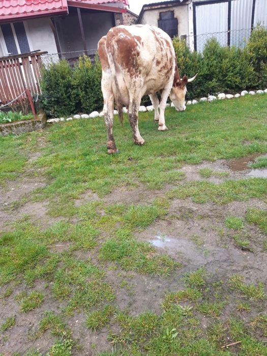 Vând vaca baltata româneasca  de 8 ani