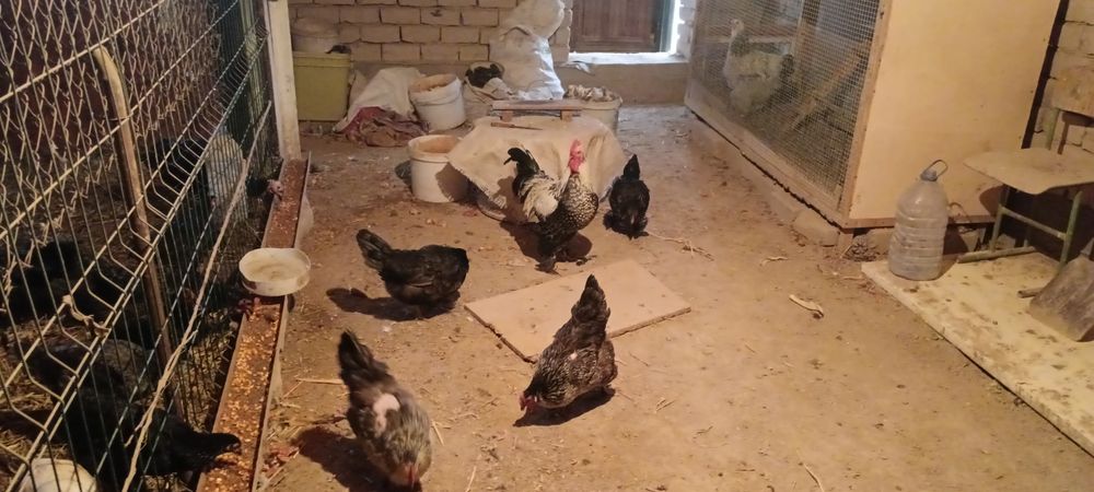 Товуклар сотилади 4та товук 1 хуроз