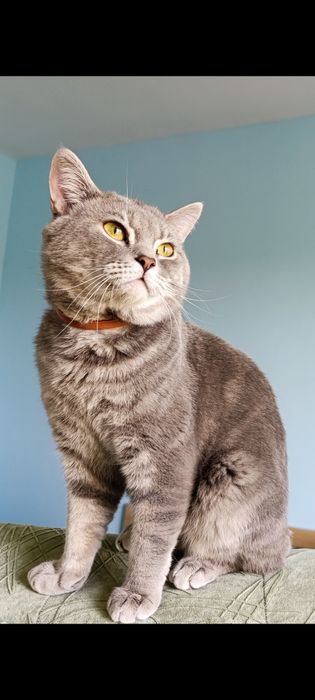 Британски котенца