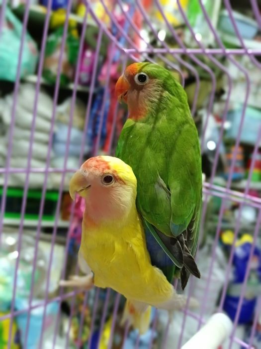 Попугаи неразлучники.