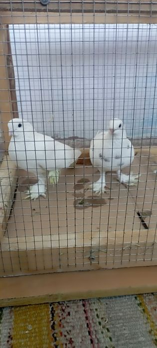 Продам голубки сотилади кабутарлар