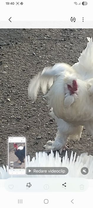 Vindem 3 cocosi din 5