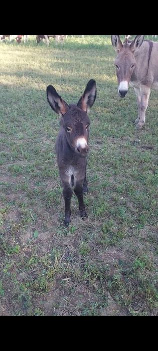 Lapte de magarita premium