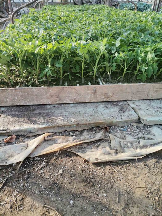 Разсад домати Фенер