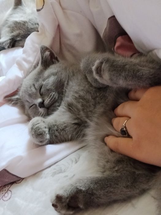 Милые, сладкие котята.