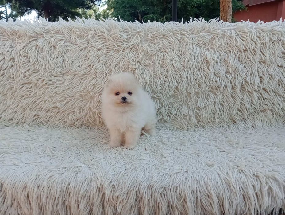 Померани! Момичета и момчета!