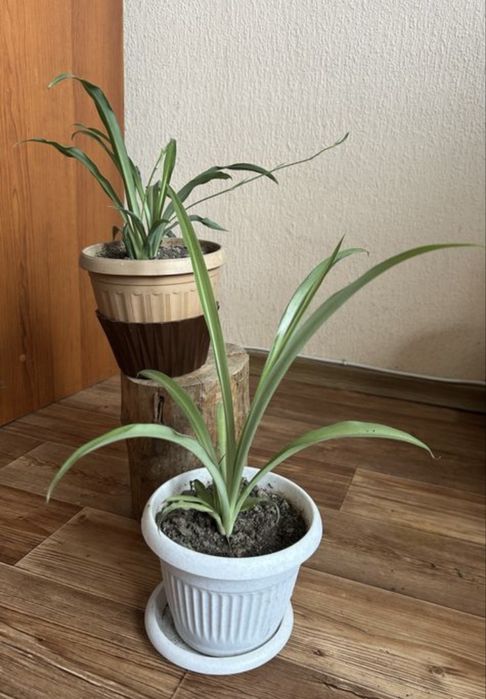 Продам герань  , хлорофитум