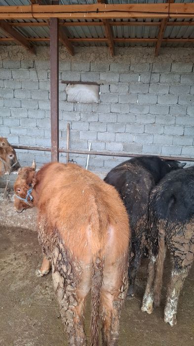 Жеті бас өгізшелер сатылады бір жерден