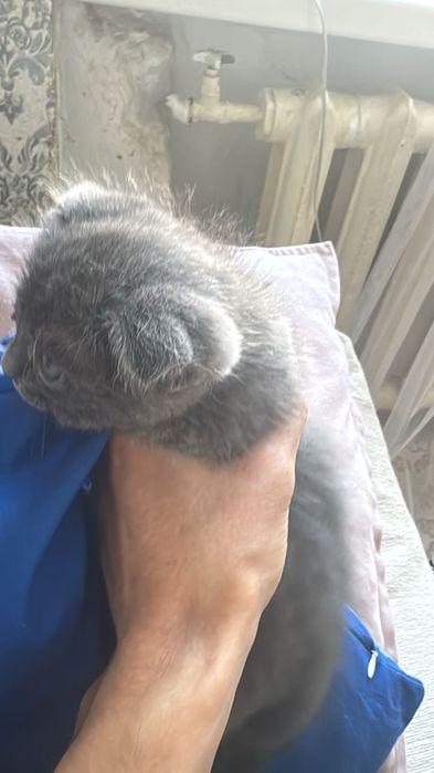 Шотланскый висолухый мысык