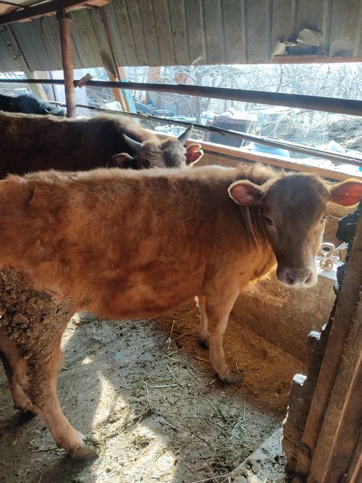 Телочка Ангусная