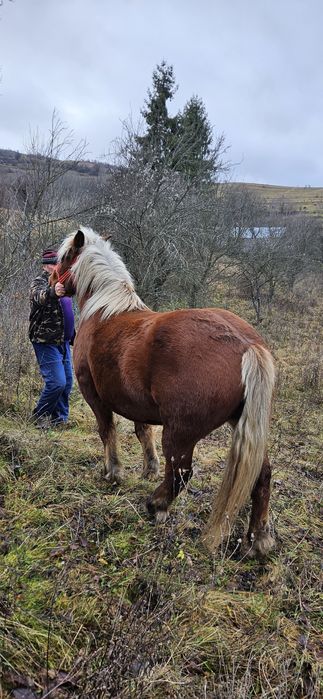 Vând cal de 4 ani