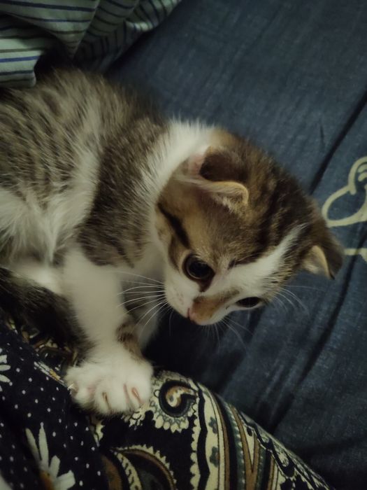 Котёнок в добрую семью