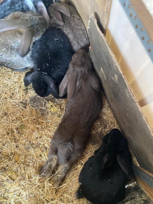 Кролики разных парод