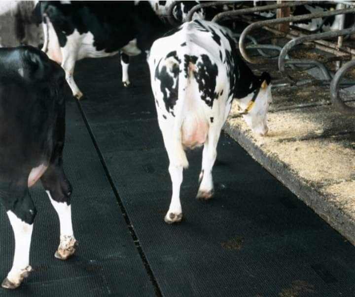 Vând banda de cauciuc