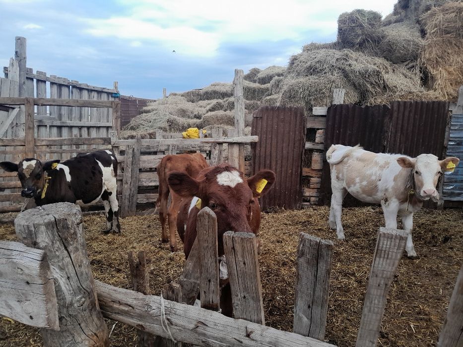 Продам телят. Ұрғашы бұзаулар сатылады