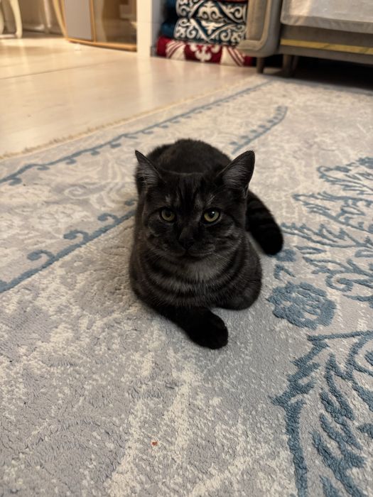 Котенок 6месяцев