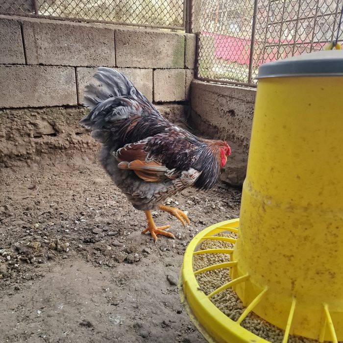 Cocos wyandotte rosu/albastru