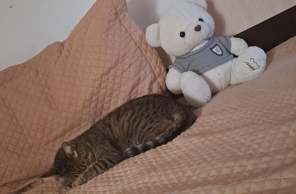 Хочу здать кошку домашнюю