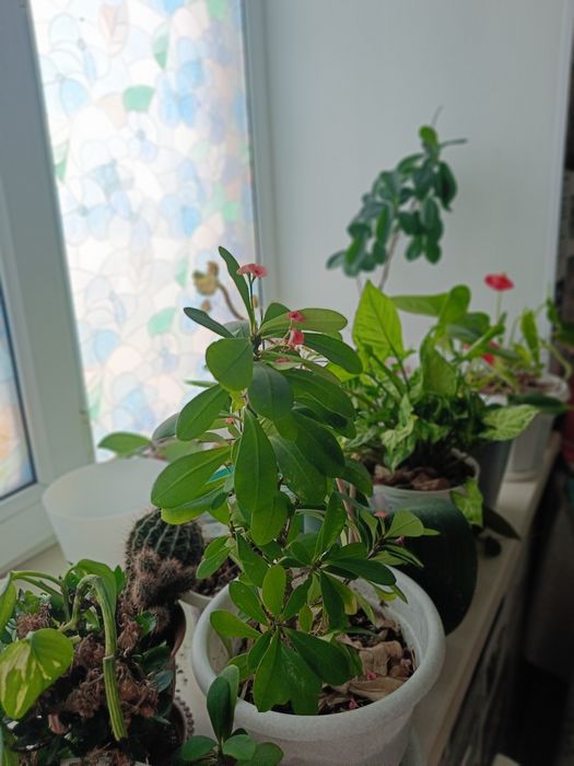 Продам комнатные растения по 8000