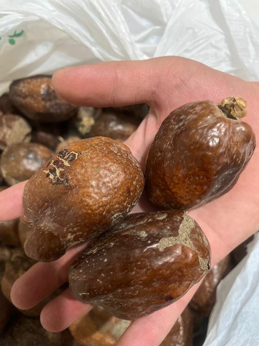 Орешки мохилкин от бесплодия