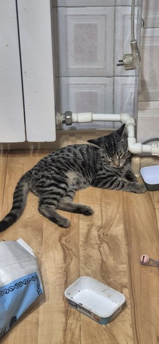 отдам котёнка в хорошие руки