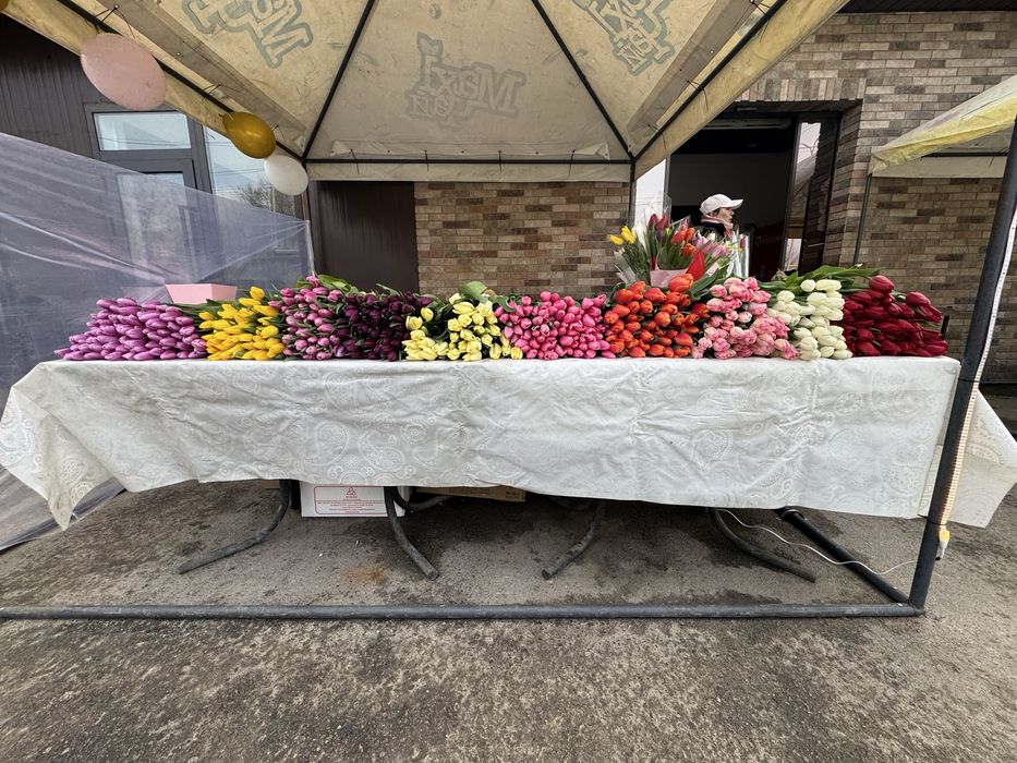 Тюльпаны к 8 марта