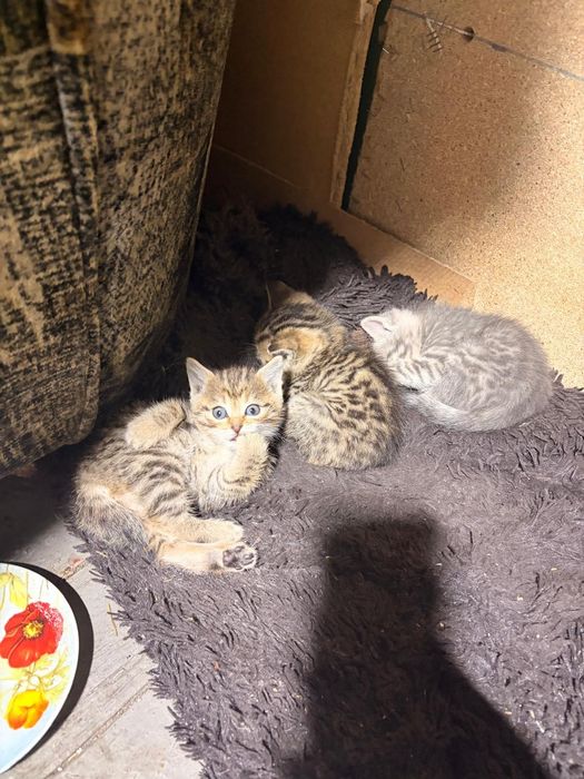Отдам котят в добрые руки