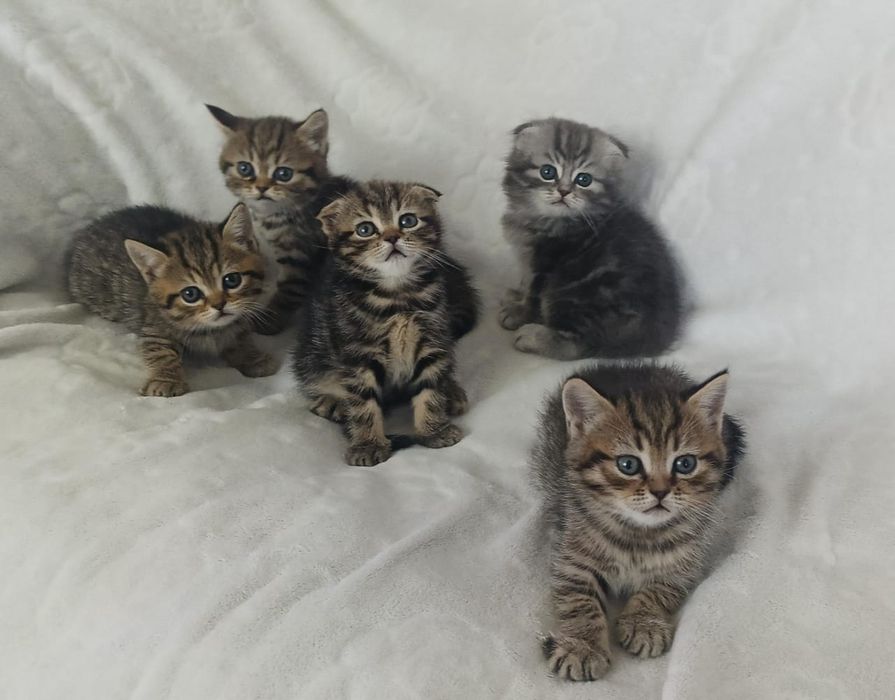 Продам шотландских котят